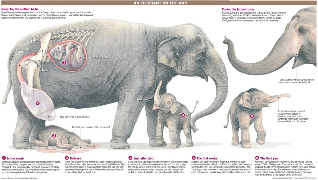 An Elephant’s Birth // Explica Media