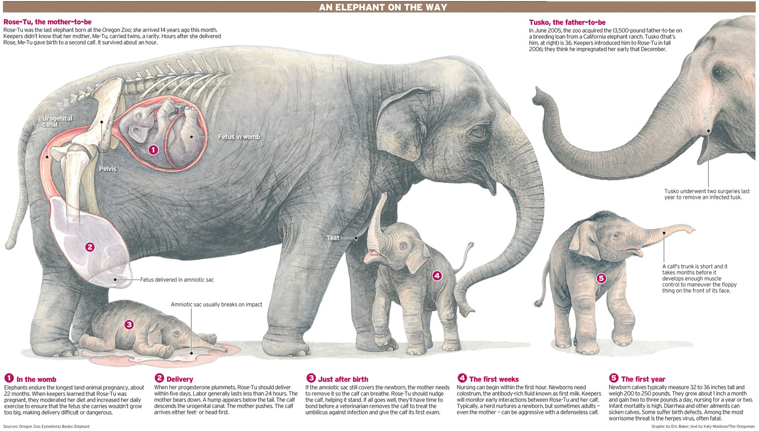 An Elephants Birth Explica Media
