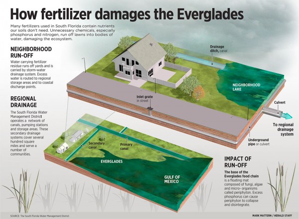 How fertilizer damages the Everglades infographic